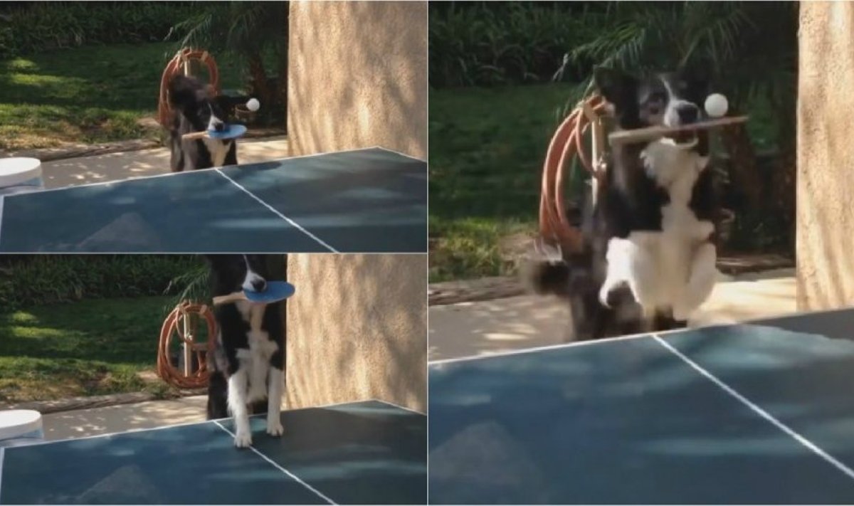 Šuo žaidžia stalo tenisą