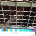 Būsima „Youtube“ sensacija: orangutangas groja ksilofonu-pianinu, ūdros - sintezatoriumi