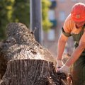 Nelaimė Kauno rajone: nupjautas medis užvirto ir mirtinai sužalojo vyrą