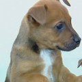 Australijoje policija išlaisvino pavogtus šuniukus
