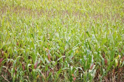 Mokslininkai sako, kad kukurūzų laukai Lietuvoje vis didės