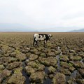 Klimato kaitą skatina net orą gadinančios karvės: rado būdą, ką daryti, kad jos leistų mažiau dujų