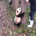 „Slaptas pandų gyvenimas“ (serija 59): niekada mums meilės nebus per daug