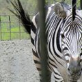 Kaip zebrai sukuria „kirpyklos stulpo“ efektą