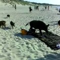 Kuršių nerijos paplūdimyje – gauruoti svečiai iš miško
