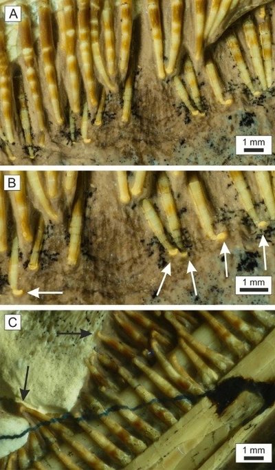 Atrastos pterozauro, turėjusio 400 dantų, fosilija. Megan Jacobs/University of Portsmouth/D. Martill et al nuotr.