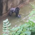 JAV zoologijos sode nušauta gorila, į jos aptvarą įkritus mažamečiui
