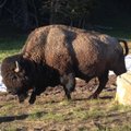 Amžinajame įšale bizono patelė išliko taip puikiai, jog mokslininkai galvoja ją klonuoti