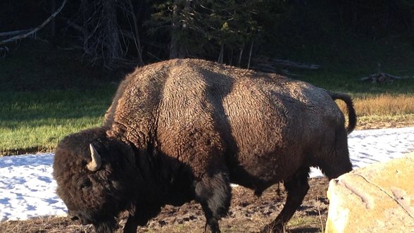 Amžinajame įšale bizono patelė išliko taip puikiai, jog mokslininkai galvoja ją klonuoti