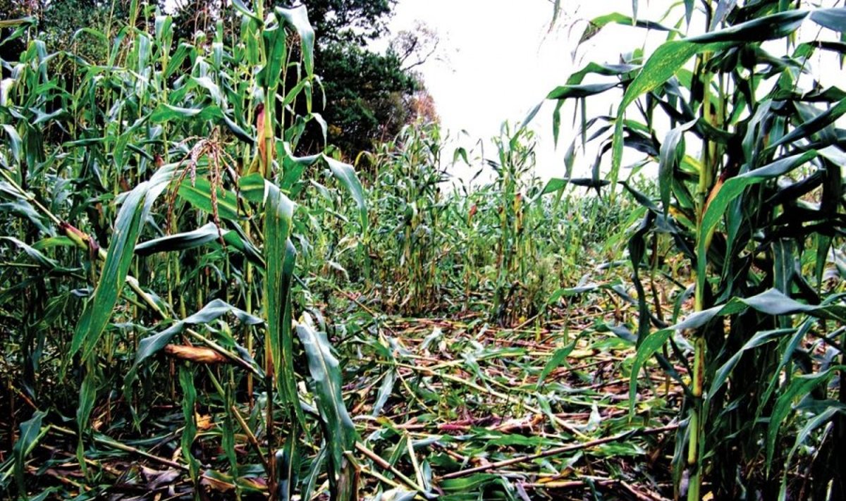 Kukurūzams Lietuvoje įsitvirtinti padėjo selekcininkai ir klimato kaita
