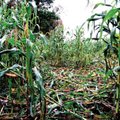 Už kukurūzus Lietuvoje turėtume „padėkoti“ klimato kaitai