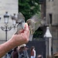 Darykite viską, kad šalia jūsų apsigyventų šie paukščiai