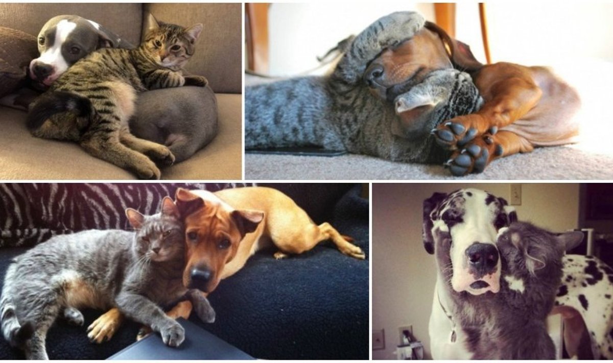 Šunų ir kačių draugystė