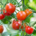 Kada ir kaip skabyti pomidorų pažastėles – profesionalės patirtis