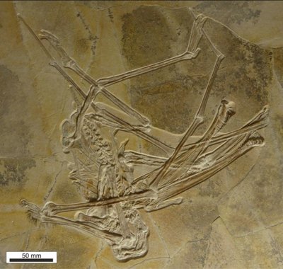 Atrastos pterozauro, turėjusio 400 dantų, fosilija. Megan Jacobs/University of Portsmouth/D. Martill et al nuotr.