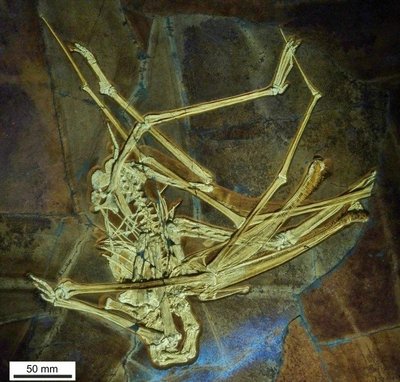 Atrastos pterozauro, turėjusio 400 dantų, fosilija. Megan Jacobs/University of Portsmouth/D. Martill et al nuotr.