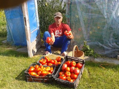 Klaipėdietis Radionas su šių metų pomidorų derliumi/ Skaitytojos Galinos nuotr