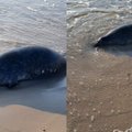 Baltijos pakrantėse – liūdesį keliantys vaizdai: aptikta 11 nugaišusių ruonių