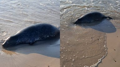 Baltijos pakrantėse – liūdesį keliantys vaizdai: aptikta 11 nugaišusių ruonių