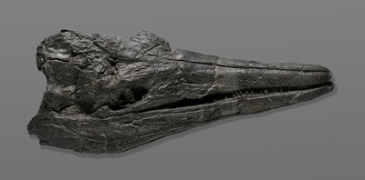 Milžiniško ichtiozauro fosilija buvo rasta Nevadoje. Kaukolės ilgis siekia beveik 2 metrus.