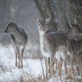 Nusprendė, kas miškuose pakeis šernus