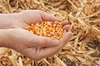 Jau penkioliktus metus Lietuvoje kukurūzai auginami grūdams