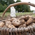 Žinia cepelinų mėgėjams: kokių bulvių kainų šiemet tikėtis?