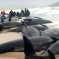 Gelbėtojai darbuojasi iš peties: ant seklumos užplaukė 200 delfinų
