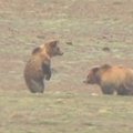 Kinijoje nufilmuota dviejų grizlių dvikova