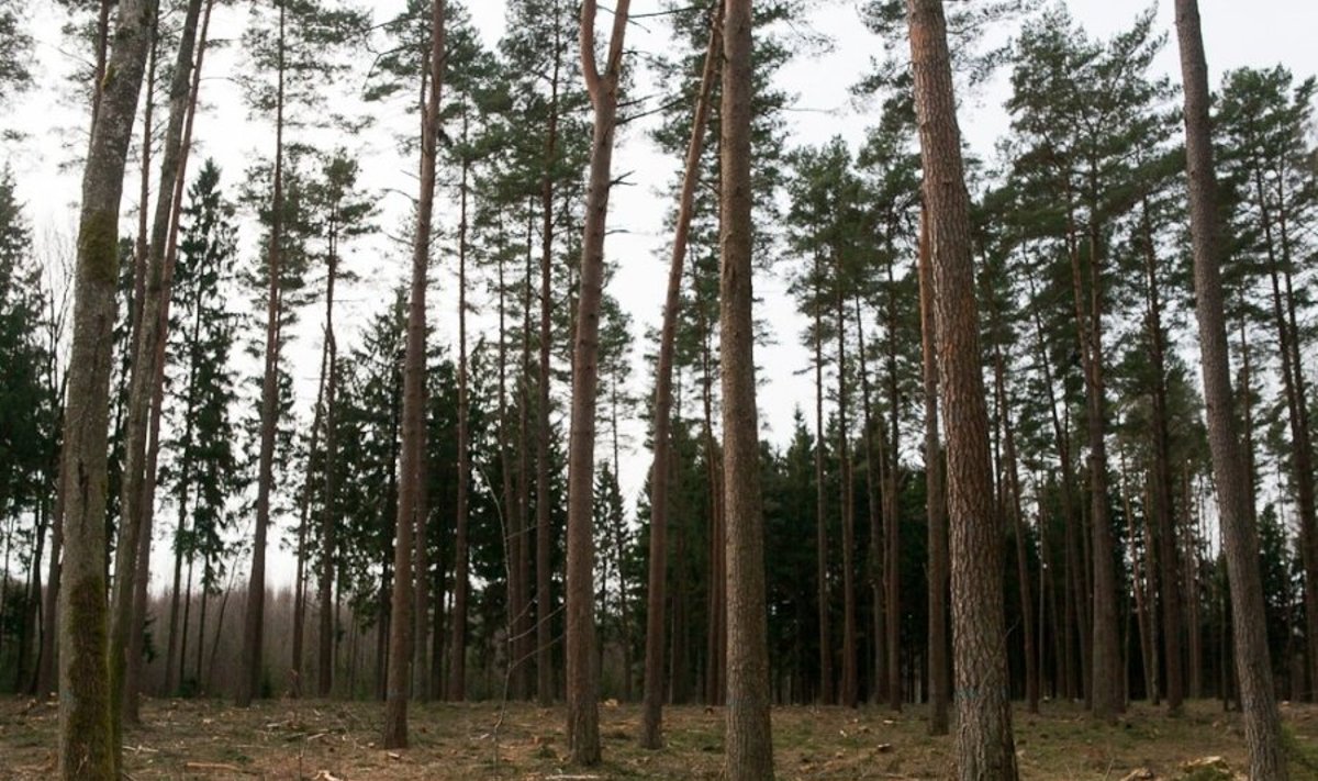 Miškai nėra purškiami nuo erkių, nes tai, pasak specialistų, yra neefektyvu