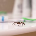 Keli eurai ir vorų savo namuose neberegėsite: būdas paprastas ir jokios chemijos