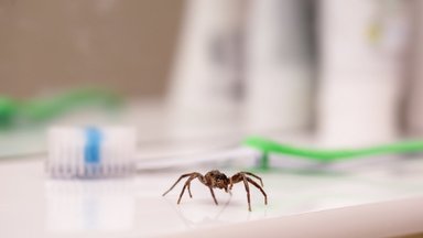 Keli eurai ir vorų savo namuose neberegėsite: būdas paprastas ir jokios chemijos