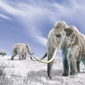 Mokslininkai tikisi prikelti mamutus naujam gyvenimui