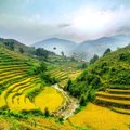 Vietnamo ryžių laukų gyventojų elgesys stebina turistus