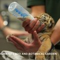 Motinos atstumta tigrė rado naują šeimą JAV zoologijos sode
