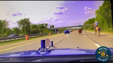 Kurioziškas vaizdelis: greitkelyje kaubojus vaikėsi pabėgusią karvę