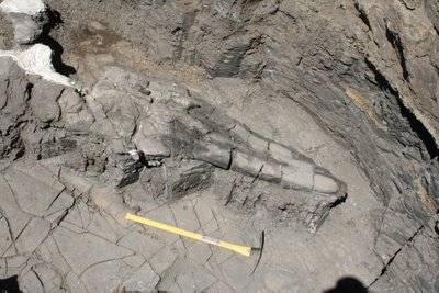 Milžiniško ichtiozauro fosilija buvo rasta Nevadoje. Kaukolės ilgis siekia beveik 2 metrus.