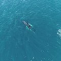 Užfiksuotas retas reiškinys: būrys orkų vaikėsi kuprotojo banginio patelę ir jauniklį
