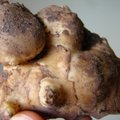 Topinambai - žieminės bulvės mūsų daržui ir stalui