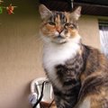 Dovanojama rudeniškų spalvų katė Arija