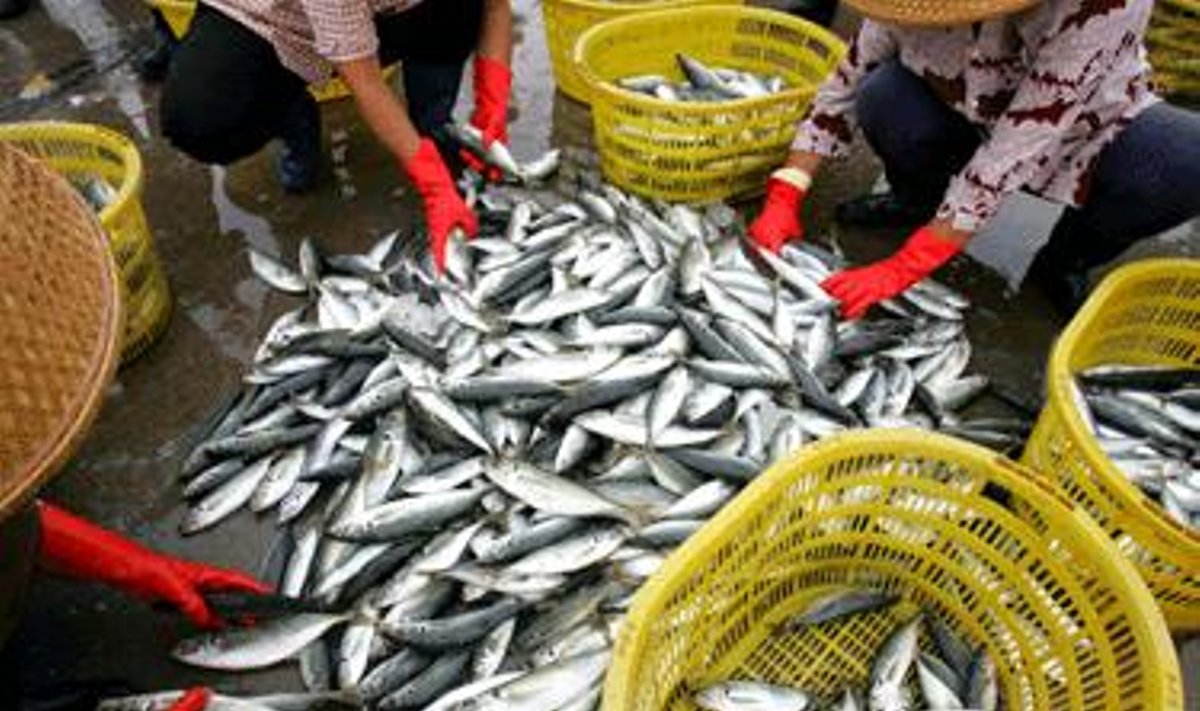 Žvejai rūšiuoja ką tik pagautas žuvis Sanya uoste, pietų Kinijoje