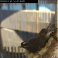 JAV universitetas filmavo jų pastate lizdą susisukusį kolibrį