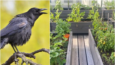 Vilnietė Daiva piktinasi paukščių įžūlumu – smaginosi šeštame aukšte esančio balkono darželyje