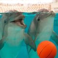 Kelis šimtus kilogramų sveriantys delfinai su vaikais žaidžia atsargiai