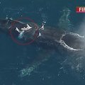 Sidnėjaus uoste pasirodė sužeistas banginio jauniklis