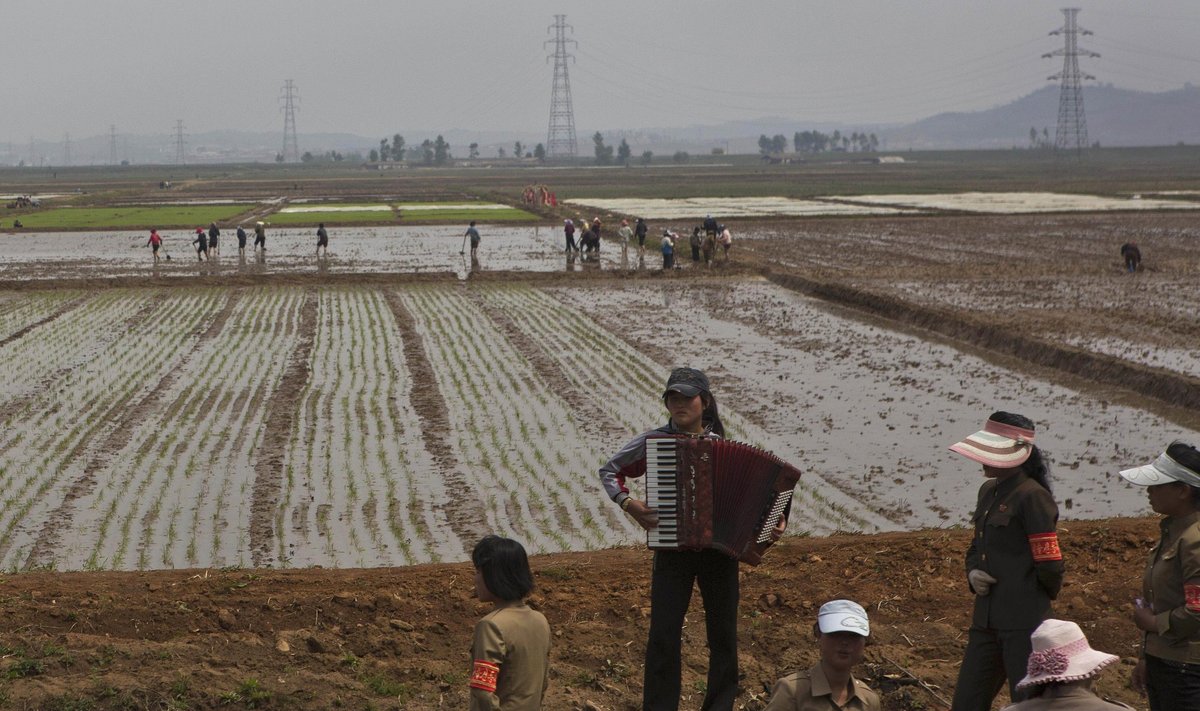 Šiaurės Korėjoje moteris groja akordeonu, kad pralinksmintų ryžių laukų darbininkus