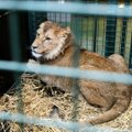 Iš karo draskomos Ukrainos evakuoti šeši liūtai – atvyko į Ispaniją ir Belgiją