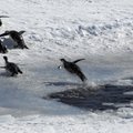 Kaip pingvinai apskaičiuoja, kada reikia išnerti?