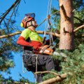 Apie tragišką medžių situaciją šalies miestuose prabilęs arboristas: lietuviai per daug toleruoja medžių žalojimą