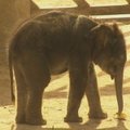 Madrido zoologijos sodo žvaigždė –  100 kg sveriantis drovus drambliukas